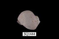 藏品(紫口珊瑚螺)的圖片